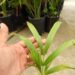 DYPSIS ARENARUM THE SAND PALM – ANOTHER RARE DYPSIS SPECIES