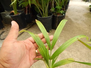 DYPSIS ARENARUM THE SAND PALM – ANOTHER RARE DYPSIS SPECIES