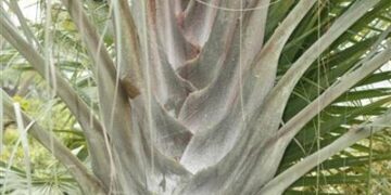 DYPSIS DECARYI THE TRIANGLE PALM