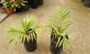 WODYETIA BIFURCATA THE FOXTAIL PALM