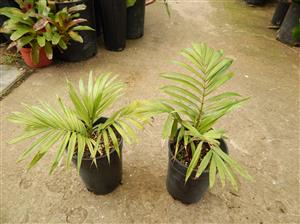 WODYETIA BIFURCATA THE FOXTAIL PALM