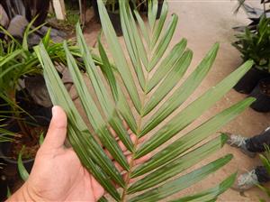DYPSIS LEPTOCHEILOS THE TEDDY BEAR PALM