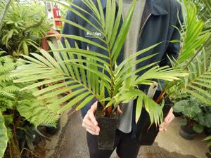 DYPSIS LEPTOCHEILOS THE TEDDY BEAR PALM
