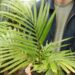 DYPSIS LEPTOCHEILOS THE TEDDY BEAR PALM