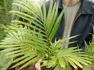 DYPSIS LEPTOCHEILOS THE TEDDY BEAR PALM