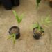 DYPSIS “MAHAJANGA” SINGLE TRUNK OR SUCKERING