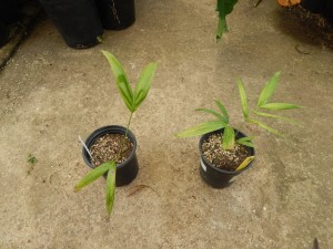 DYPSIS “MAHAJANGA” SINGLE TRUNK OR SUCKERING