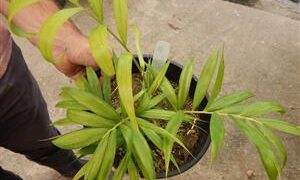 DYPSIS PRESTONIAN A VERY RARE SINGLE TRUNK PALM FROM MADAGASCAR