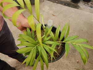 DYPSIS PRESTONIAN A VERY RARE SINGLE TRUNK PALM FROM MADAGASCAR