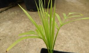 DYPSIS SPECIES BEF SINGLE TRUNK PINNATE PALM FROM MADAGASCAR