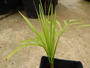 DYPSIS SPECIES BEF SINGLE TRUNK PINNATE PALM FROM MADAGASCAR