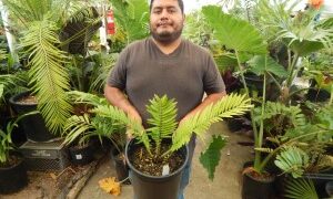 ENCEPHALARTOS AEMULANS GREEN, RARE CYCAD FROM SOUTH AFRICA