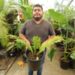 ENCEPHALARTOS AEMULANS GREEN, RARE CYCAD FROM SOUTH AFRICA