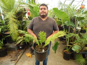 ENCEPHALARTOS AEMULANS GREEN, RARE CYCAD FROM SOUTH AFRICA