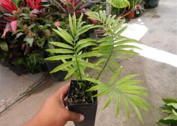 ENCEPHALARTOS AEMULANS GREEN, RARE CYCAD FROM SOUTH AFRICA