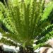 ENCEPHALARTOS ALTENSTEINII LARGER GREEN CYCAD FROM SO AFRICA