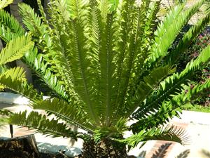 ENCEPHALARTOS ALTENSTEINII LARGER GREEN CYCAD FROM SO AFRICA