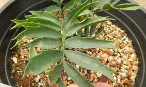 ENCEPHALARTOS ARENARIUS – BLUE & GREEN VARIETIES RARE SOUTH AFRICAN CYCAD