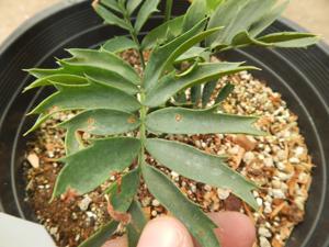 ENCEPHALARTOS ARENARIUS – BLUE & GREEN VARIETIES RARE SOUTH AFRICAN CYCAD