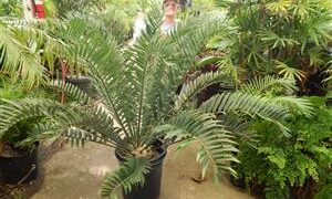 ENCEPHALARTOS ARENARIUS – BLUE & GREEN VARIETIES RARE SOUTH AFRICAN CYCAD