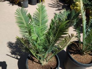 ENCEPHALARTOS CERINUS DWARF SOUTH AFRICAN SPECIES