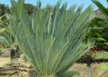 ENCEPHALARTOS DYERIANUS SUPER RARE SOUTH AFRICAN CYCAD