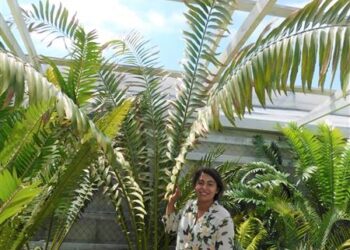 ENCEPHALARTOS LAURENTIANUS THE GIANT KWANGO CYCAD SPECTACULAR CENTRAL AFRICAN CYCAD