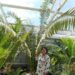 ENCEPHALARTOS LAURENTIANUS THE GIANT KWANGO CYCAD SPECTACULAR CENTRAL AFRICAN CYCAD