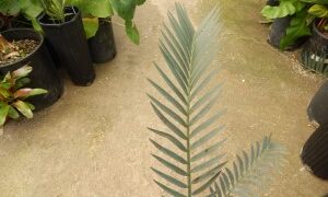 ENCEPHALARTOS LEHMANNII RARE BLUE SOUTH AFRICAN CYCAD FOR FULL COASTAL SUN