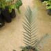 ENCEPHALARTOS LEHMANNII RARE BLUE SOUTH AFRICAN CYCAD FOR FULL COASTAL SUN