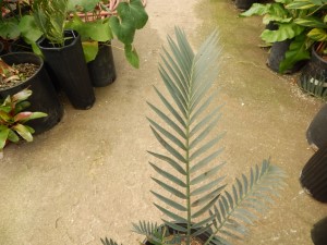 ENCEPHALARTOS LEHMANNII RARE BLUE SOUTH AFRICAN CYCAD FOR FULL COASTAL SUN