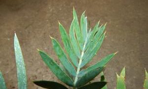 ENCEPHALARTOS LEHMANNII RARE BLUE SOUTH AFRICAN CYCAD FOR FULL COASTAL SUN