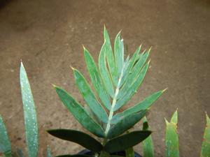 ENCEPHALARTOS LEHMANNII RARE BLUE SOUTH AFRICAN CYCAD FOR FULL COASTAL SUN