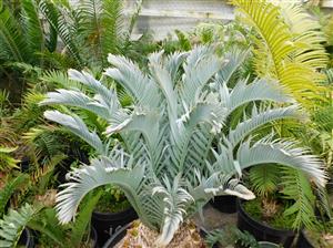ENCEPHALARTOS LEHMANNII