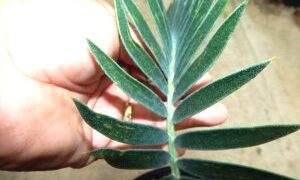 ENCEPHALARTOS LONGIFOLIUS – BLUE FORM MEDIUM TO LARGE RARE SOUTH AFRICAN CYCAD