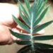 ENCEPHALARTOS LONGIFOLIUS – BLUE FORM MEDIUM TO LARGE RARE SOUTH AFRICAN CYCAD