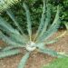 ENCEPHALARTOS MUCHII BLUE TO BLUE-GREEN CYCAD