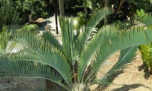 ENCEPHALARTOS NUBIMONTANUS ANOTHER SUPER RARE CYCAD SPECIES – SOUTH AFRICA FROM THE TRANSVAAL AREA