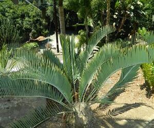 ENCEPHALARTOS NUBIMONTANUS ANOTHER SUPER RARE CYCAD SPECIES – SOUTH AFRICA FROM THE TRANSVAAL AREA