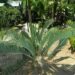 ENCEPHALARTOS NUBIMONTANUS ANOTHER SUPER RARE CYCAD SPECIES – SOUTH AFRICA FROM THE TRANSVAAL AREA