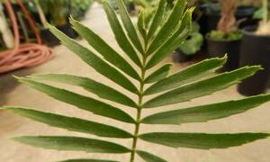 ENCEPHALARTOS PAUCIDENTATUS MEDIUM TO LARGE RARE SOUTH AFRICAN CYCAD
