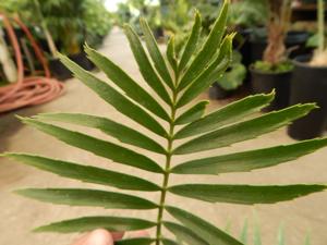 ENCEPHALARTOS PAUCIDENTATUS MEDIUM TO LARGE RARE SOUTH AFRICAN CYCAD