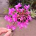 EPIDENDRON ORCHID VARIOUS COLORS AVAILABLE – PINK – BLOSSOMS SHOWN HERE