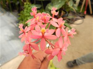 EPIDENDRON ORCHID PINK BLOSSOM