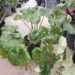 FARFUGIUM JAPONICUM VAR GIGANTEUM VARIEGATED GIANT LEOPARD LIGULARIA
