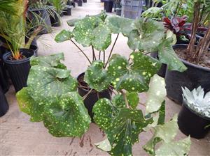 FARFUGIUM JAPONICUM VAR GIGANTEUM VARIEGATED GIANT LEOPARD LIGULARIA