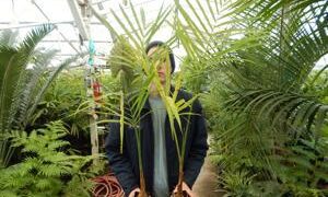 GAUSSIA GOMEZ-POMPAE BIGGER AND TALLER THAN GAUSIA MAYA