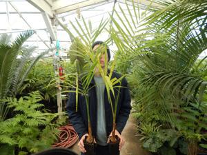 GAUSSIA GOMEZ-POMPAE BIGGER AND TALLER THAN GAUSIA MAYA