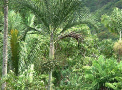 CYPHOPHOENIX ELEGANS SINGLE TRUNK MEDIUM SIZED PALM FROM NEW CALEDONIA