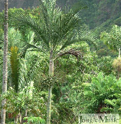 CYPHOPHOENIX ELEGANS SINGLE TRUNK MEDIUM SIZED PALM FROM NEW CALEDONIA